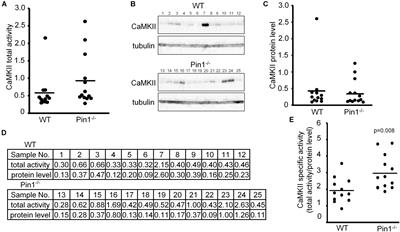 Prolyl Isomerase Pin1 Directly Regulates Calcium/Calmodulin-Dependent Protein Kinase II Activity in Mouse Brains